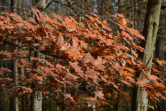 DSC_8503