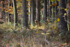 DSC_8658