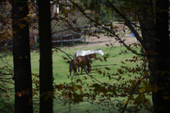 DSC_8691
