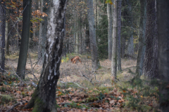 DSC_8706