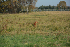 DSC_9047