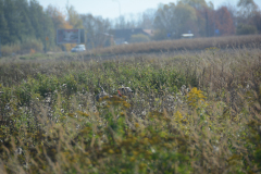 DSC_9117