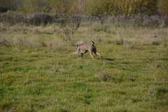DSC_9129