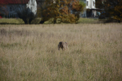 DSC_9156