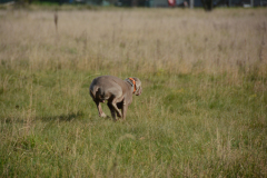DSC_9184